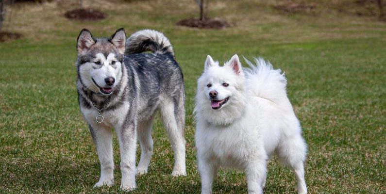 Family-Friendly - Two dogs standing in a field with grass in the background