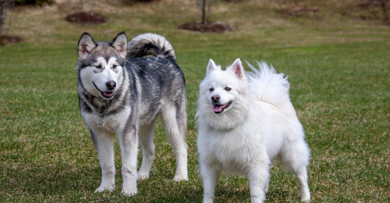 Family-Friendly - Two dogs standing in a field with grass in the background