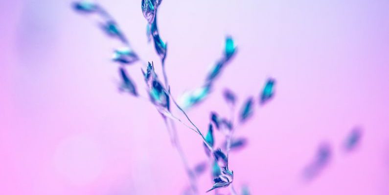 Uprising - Red and Green Plant in Close Up Photography