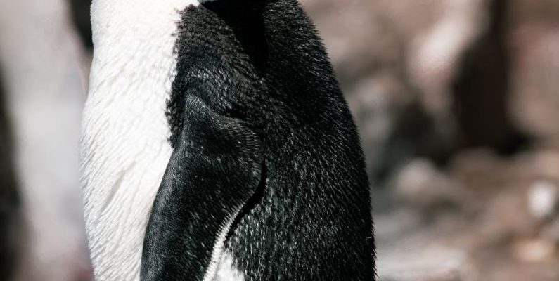 Bird-Watching - A penguin with a mohawk on its head