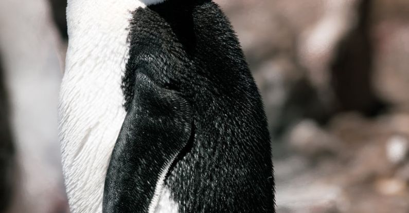 Bird-Watching - A penguin with a mohawk on its head