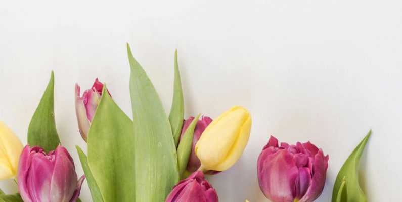 Spring - Selective Focus Photography of Pink and Yellow Tulips Flowers